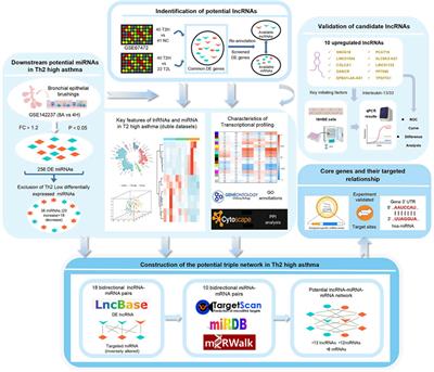 Construction of lncRNA-Mediated Competing Endogenous RNA Networks Correlated With T2 Asthma